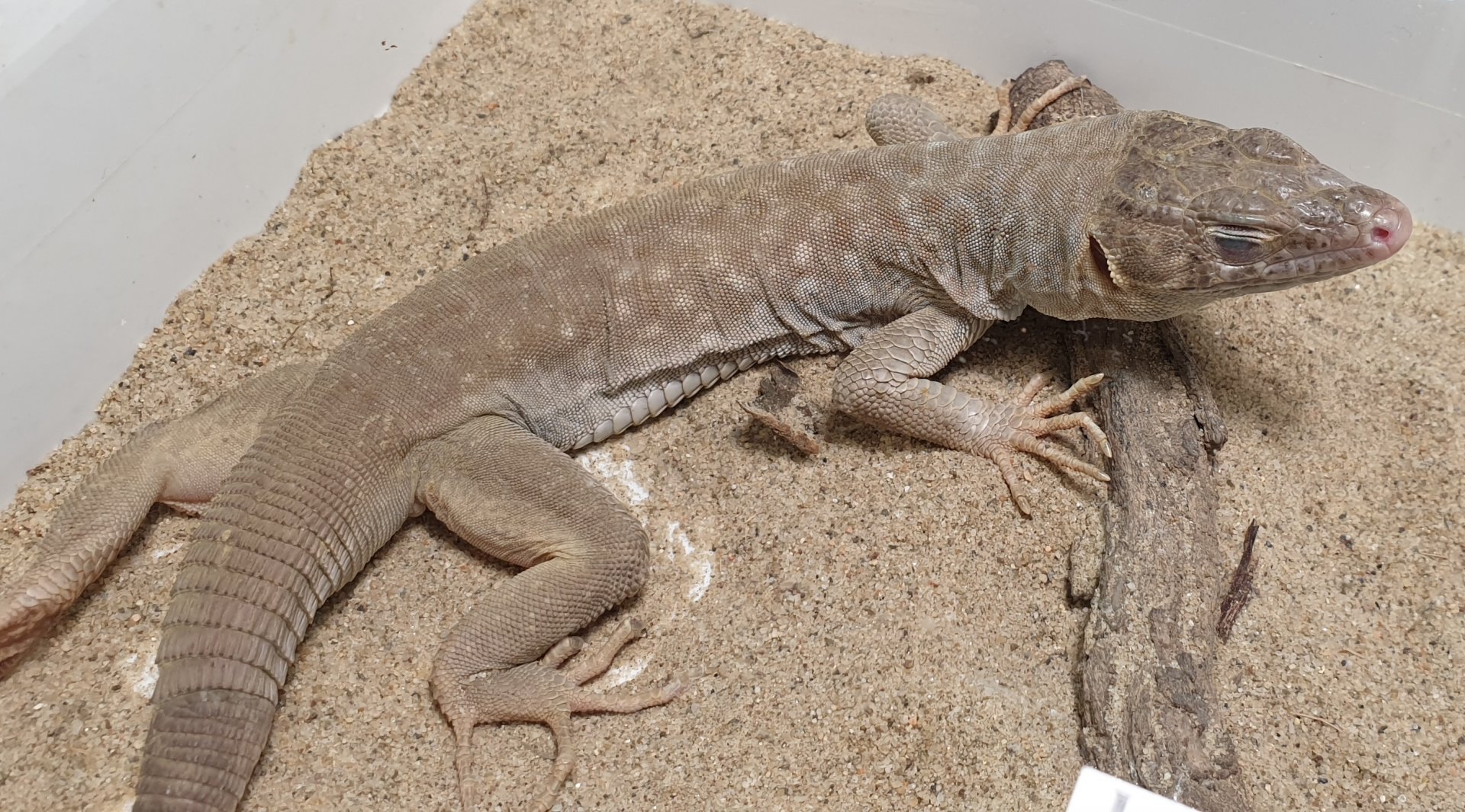 Jayakar's Oman lizard - Omanosaura jayakari