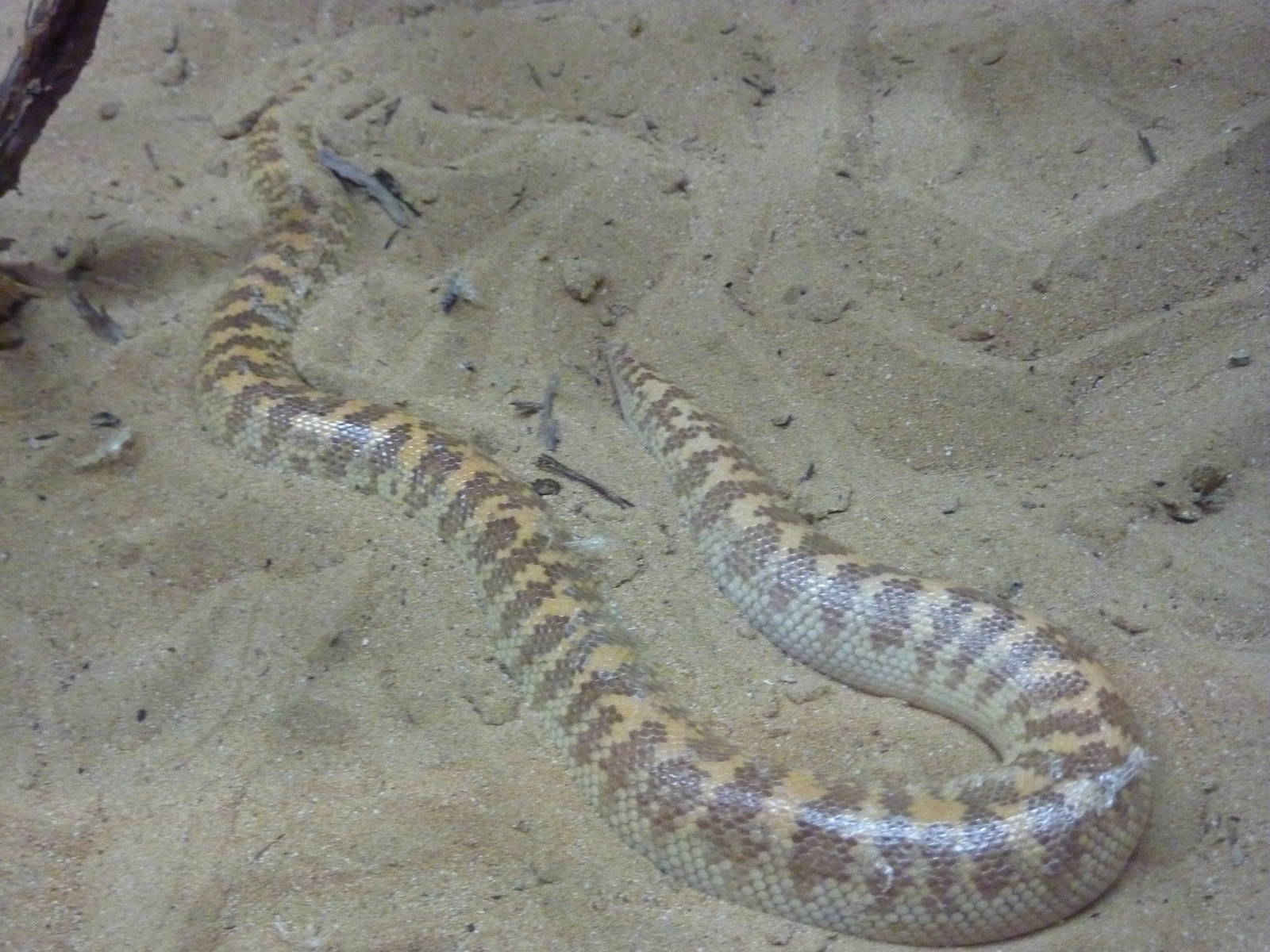 Jayakar's sand boa, December 2011.