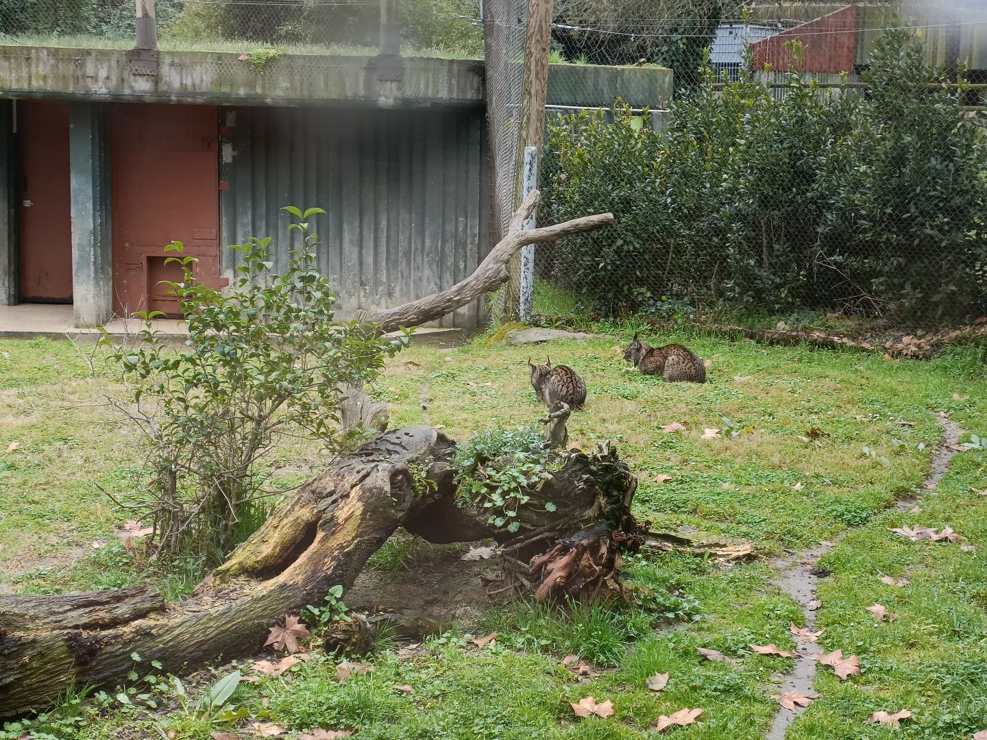 Jazmin and Kalama, Spanish lynx