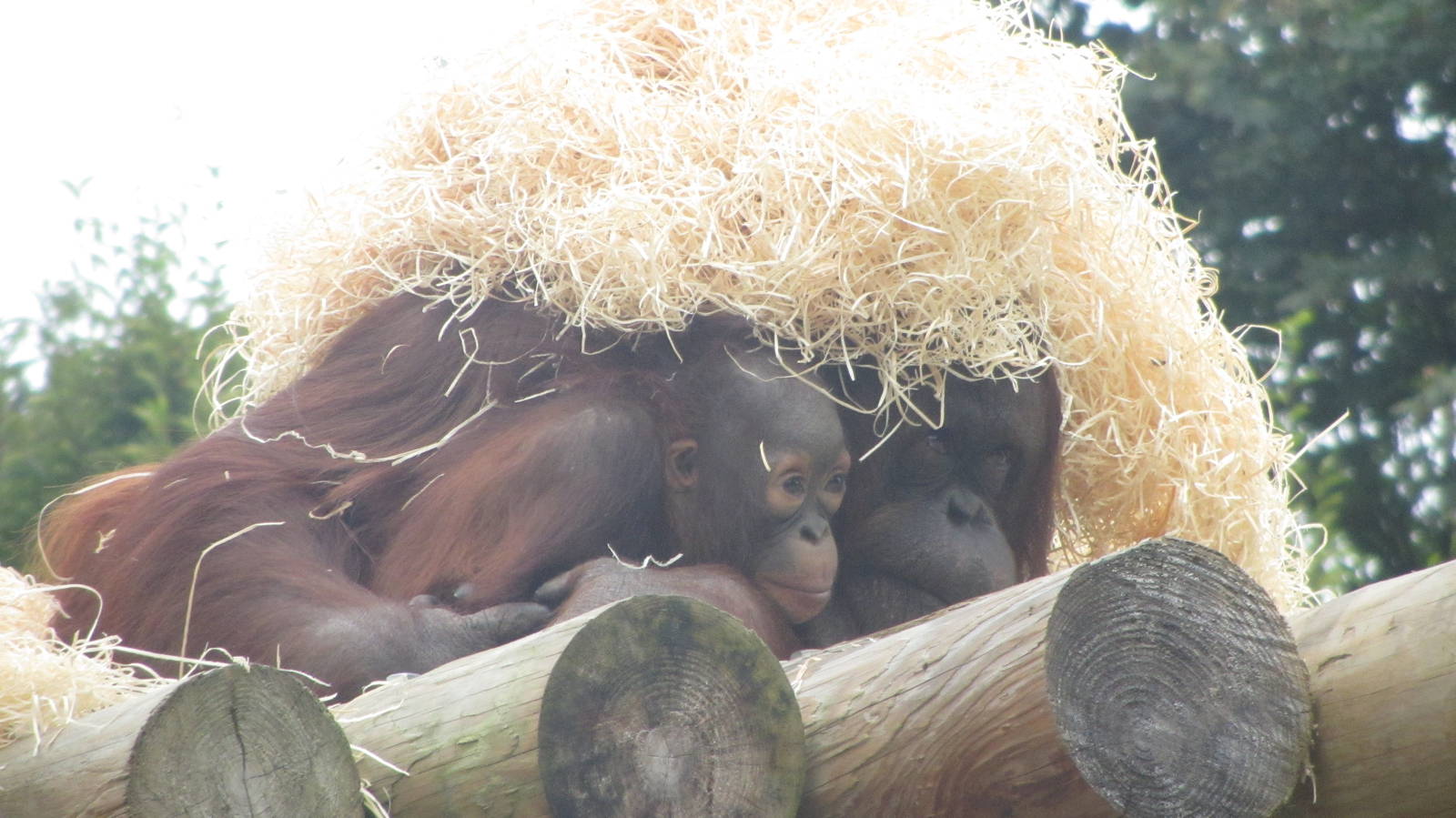 Jazz and Sprout - Bornean Orangutan