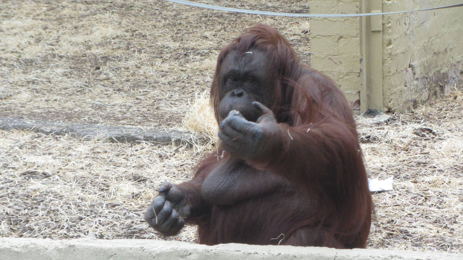 Jazz - Bornean Orangutan