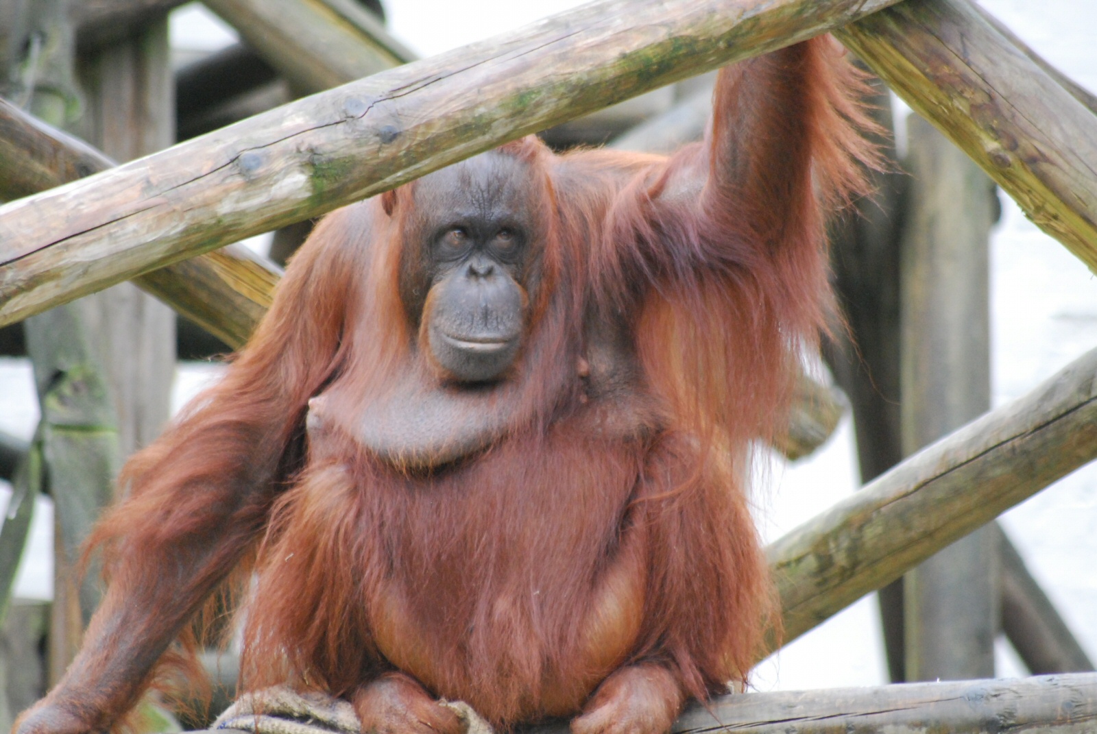 Jazz Bornean Orangutan