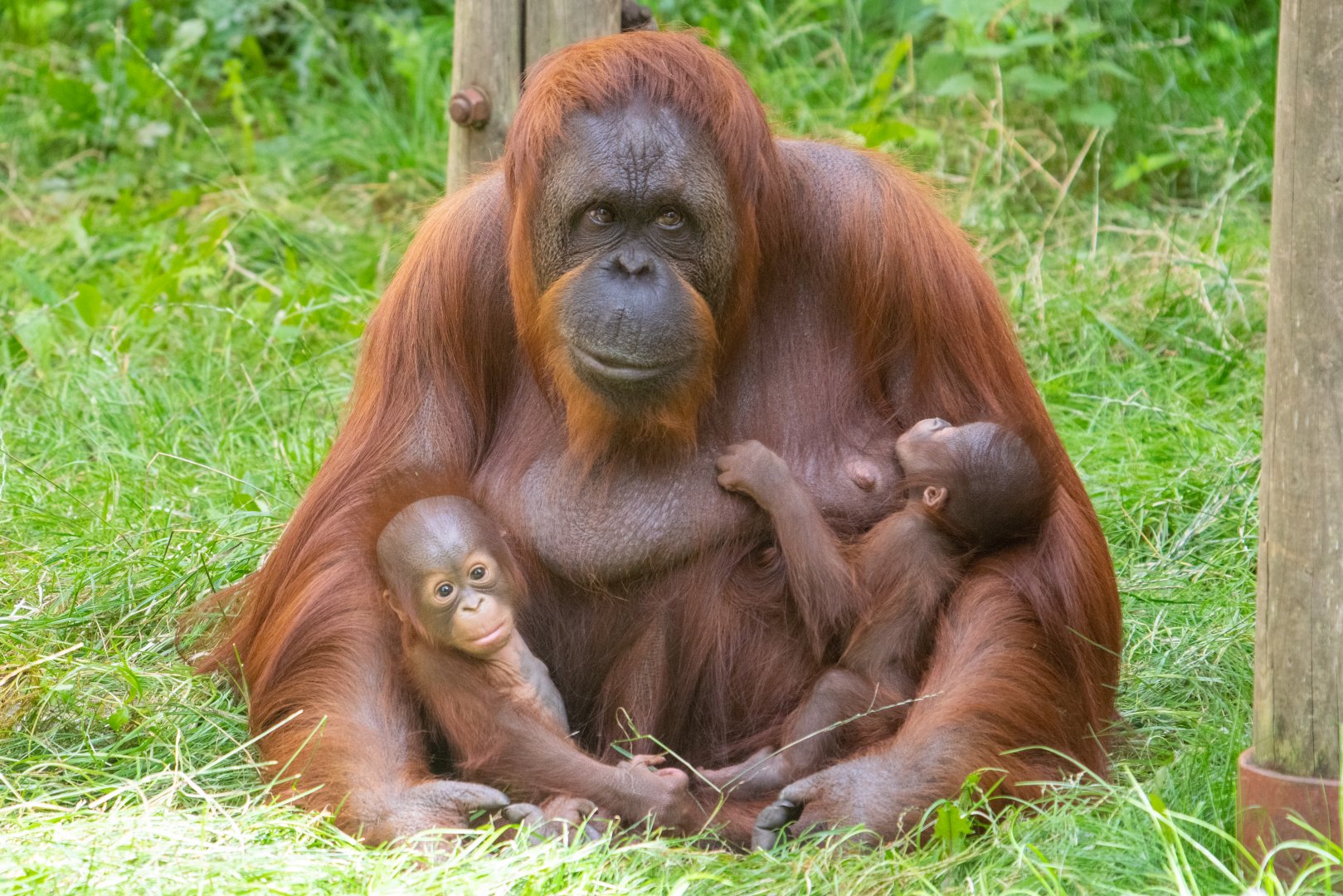 Jazz, Jim and Joe - Bornean Orangutans