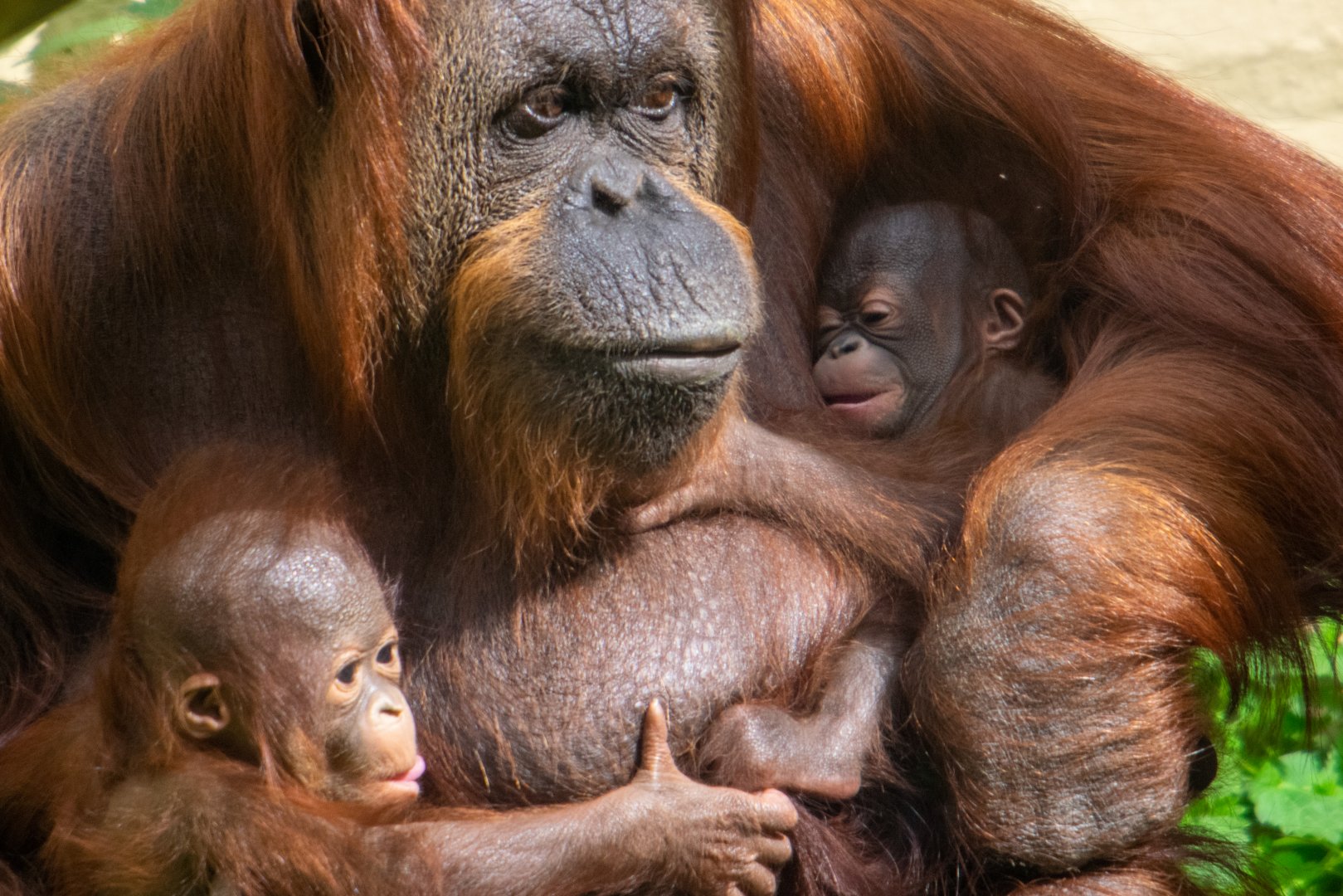 Jazz, Jim and Joe - Bornean Orangutans