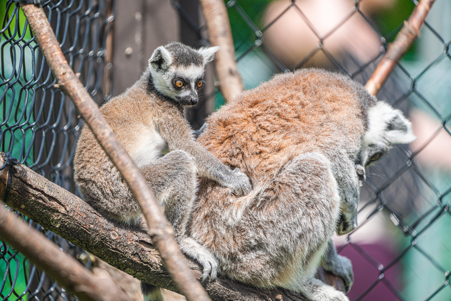 Jazz (right) & Melody (left) the Ring-tailed Lemurs mom and daughter
