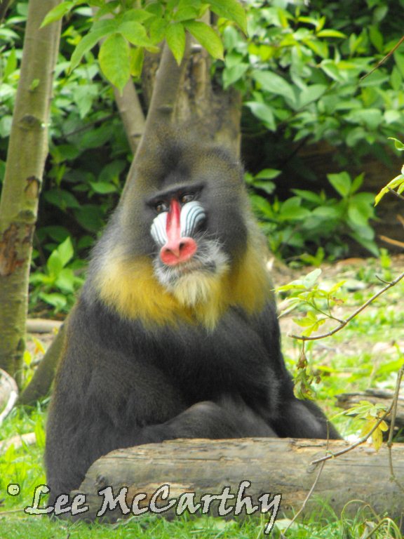 JC Mandrill