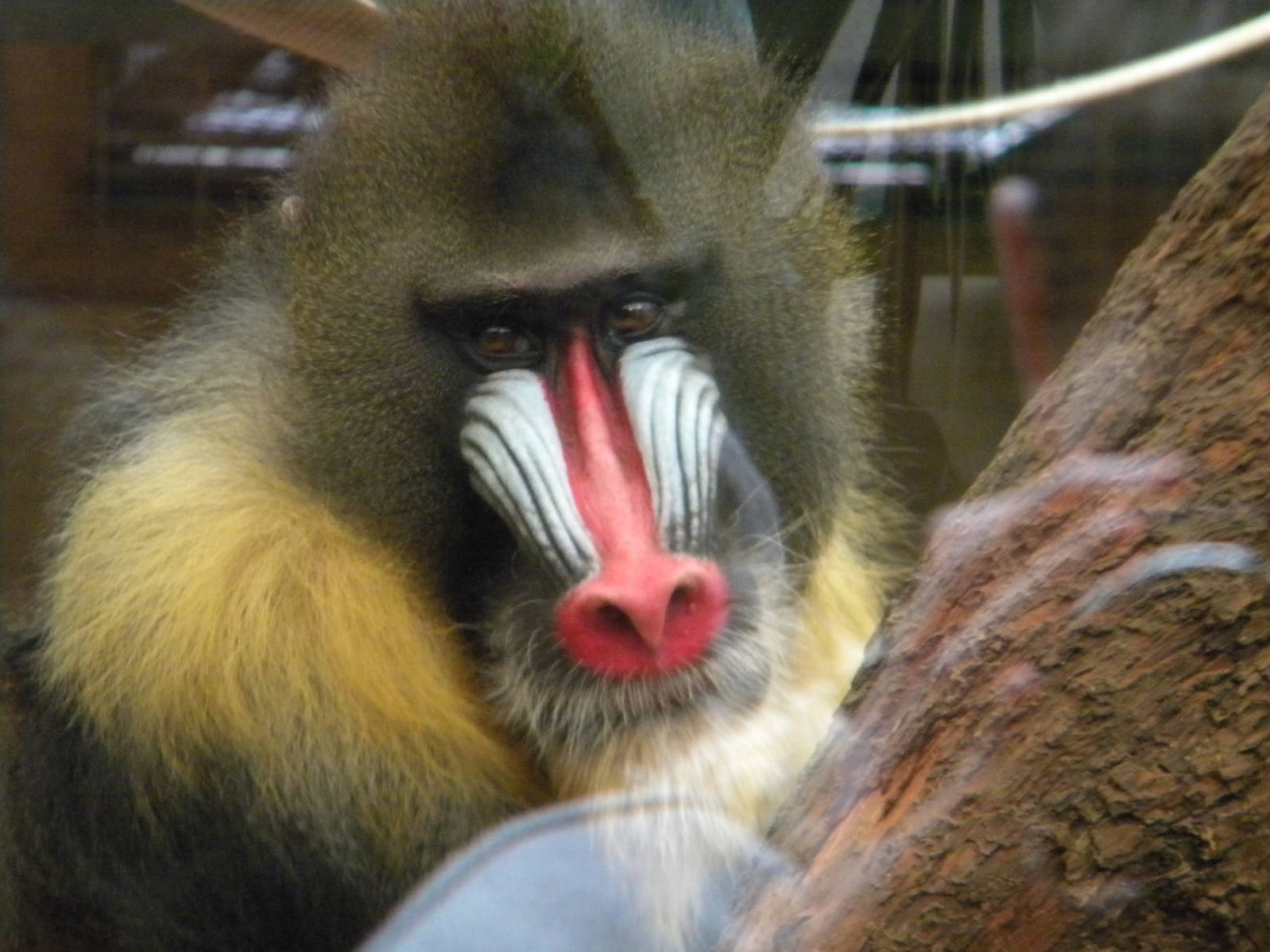 JC the Mandrill at Chester Zoo 19th February 2011