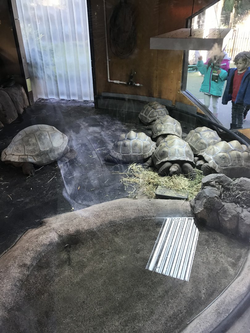 Jean and the juvenile Aldabran tortoises
