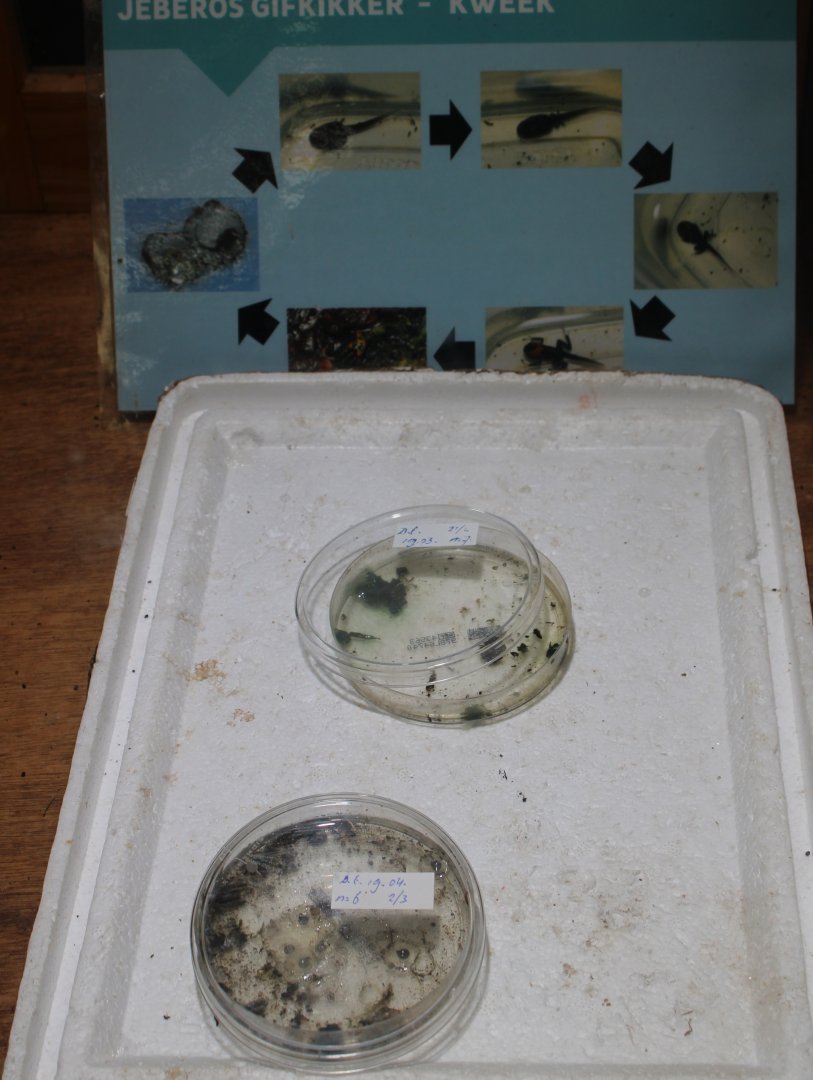 Jeberos Mimic dart frog breeding