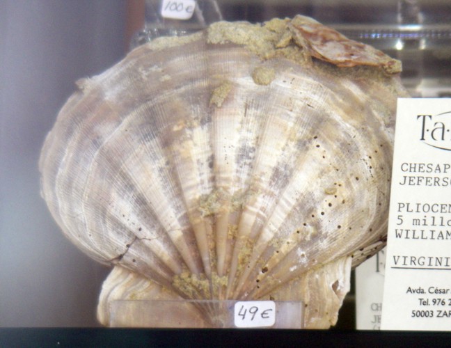 Jefferson's Chesapeake Scallop (Chesapecten jeffersonius)
