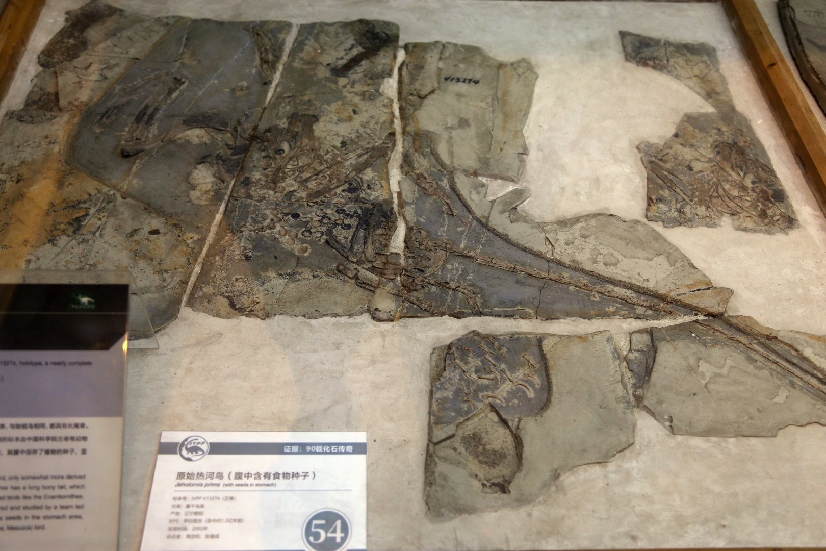 Jeholornis prima, Holotype (IVPP V13274)