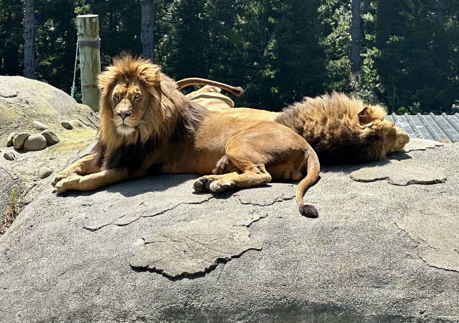 Jelani and Sadiki (African Lions)