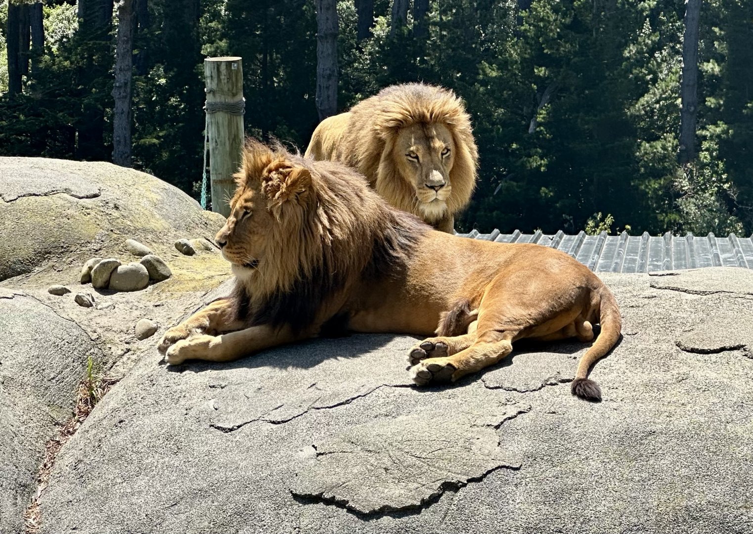 Jelani and Sadiki (African Lions)