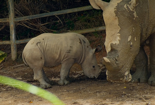 Jelani, Singapore Zoo