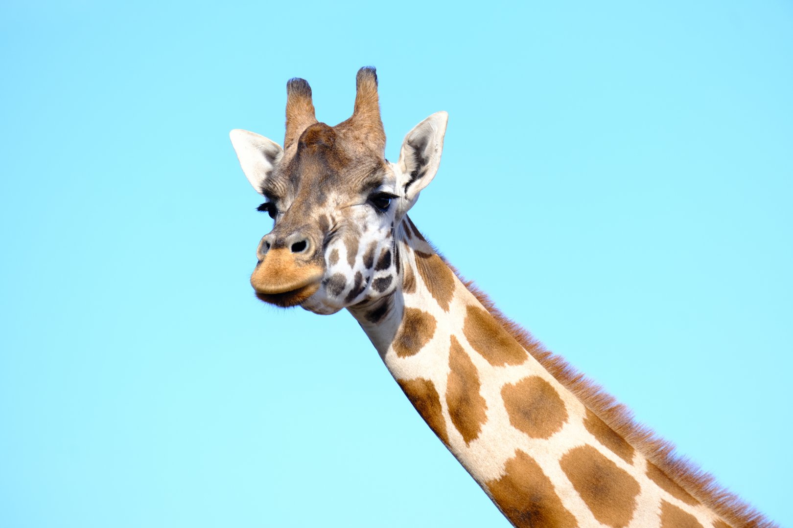 Jelani - Werribee Open Range Zoo