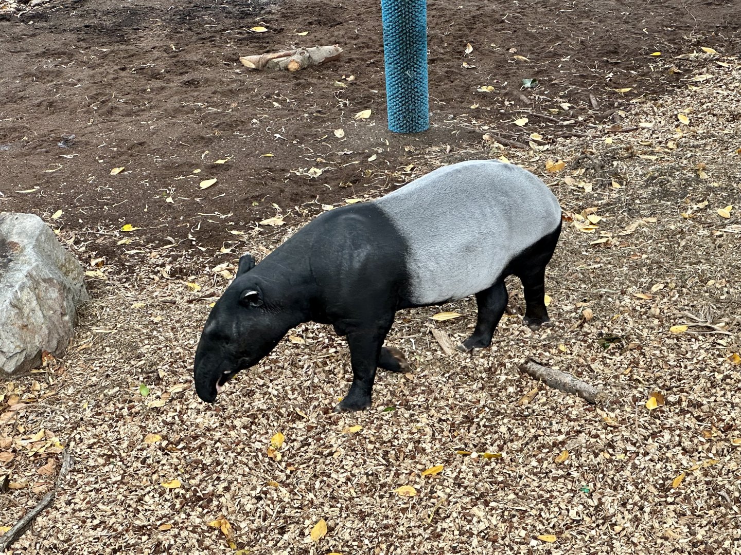 Jelita (Malayan Tapir)