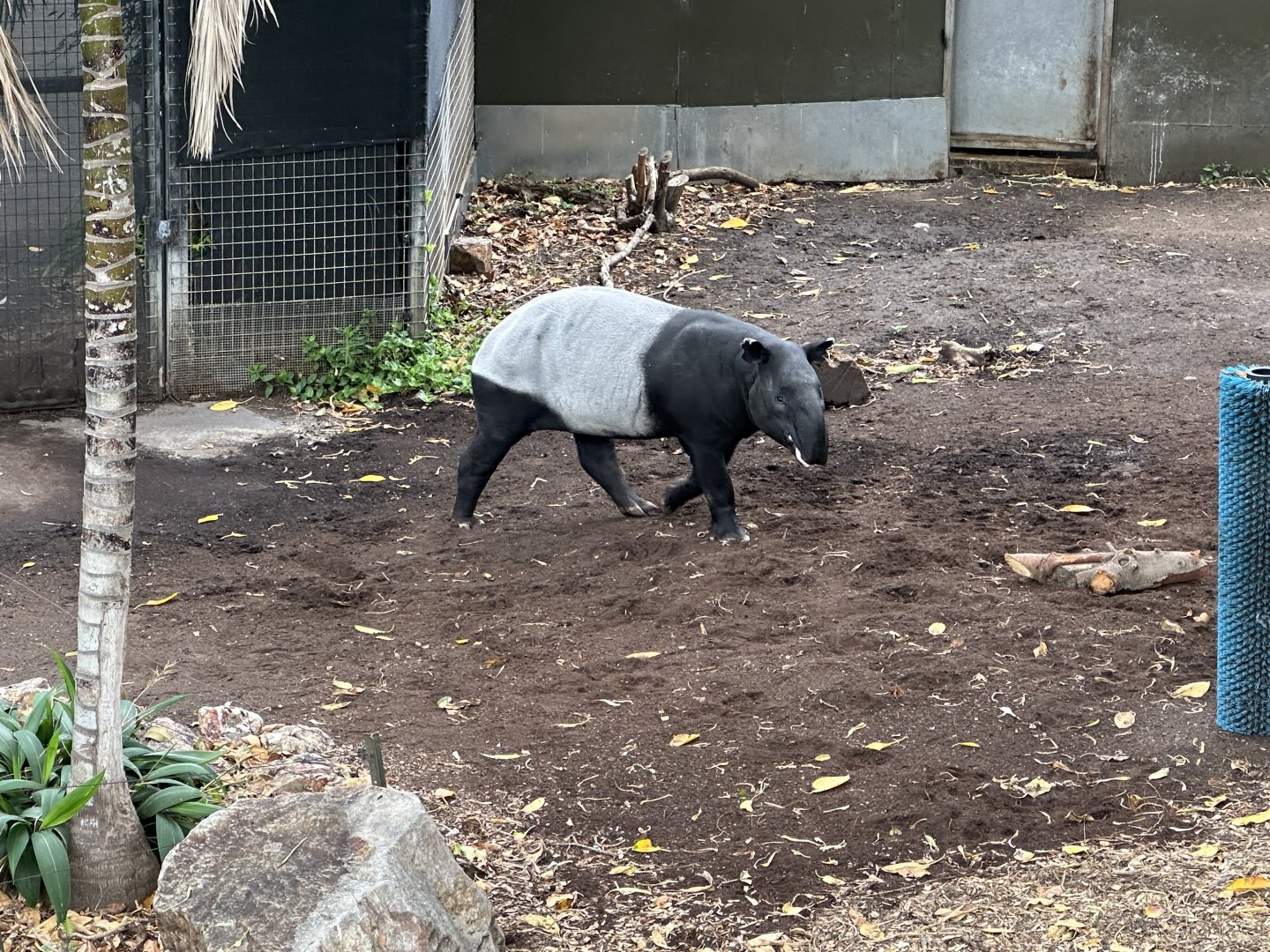 Jelita (Malayan Tapir)