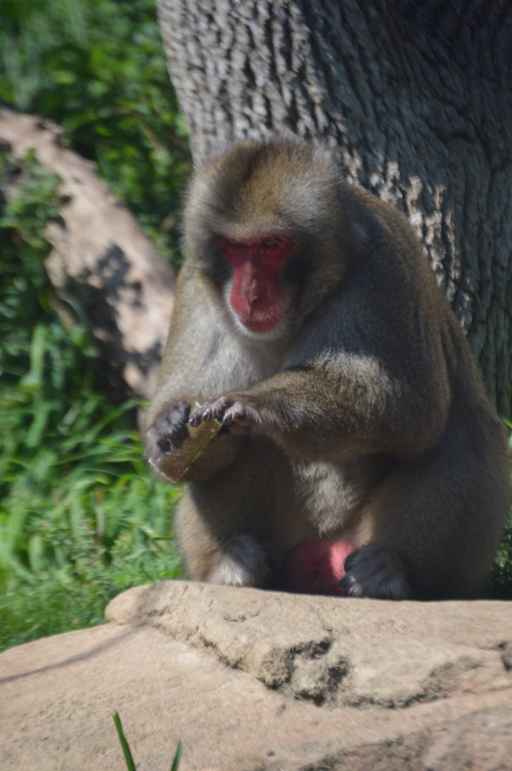 Jell-O time with the Macaca fuscata