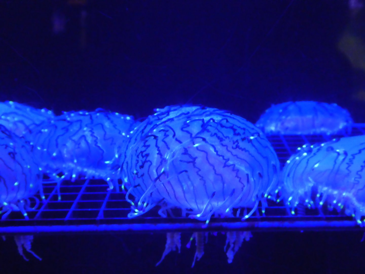 Jellied Invasion - Flower Hat Jellies