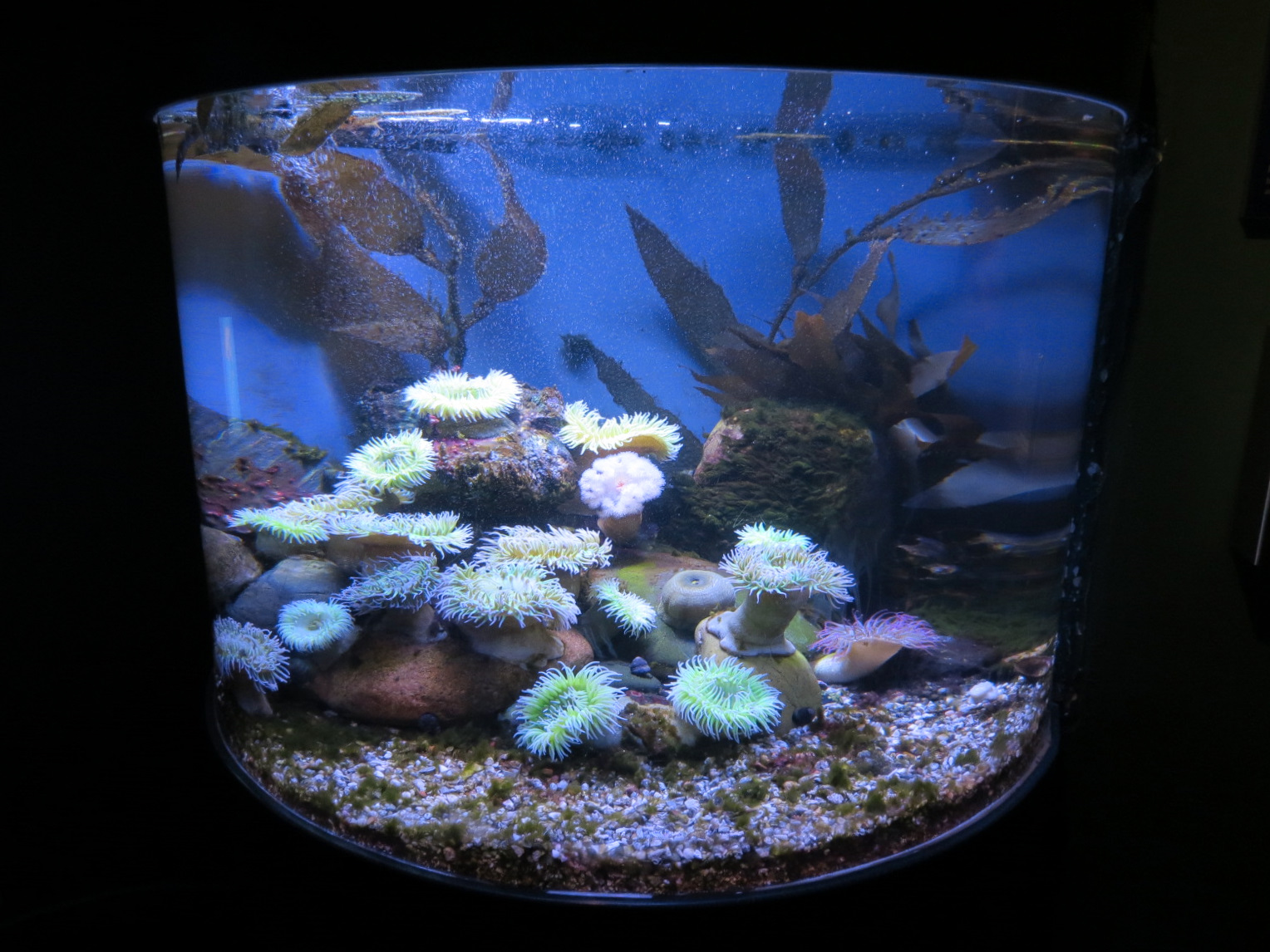 Jellies - Aggregating Anemone and Others Exhibit