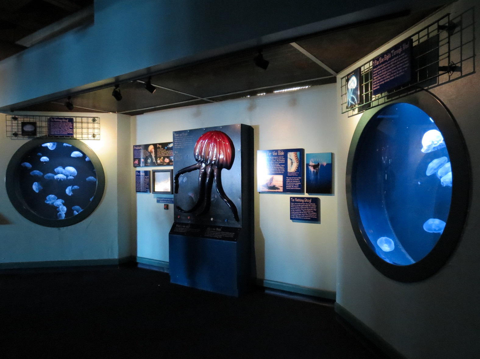 Jellies - Atlantic Moon Jelly Exhibits