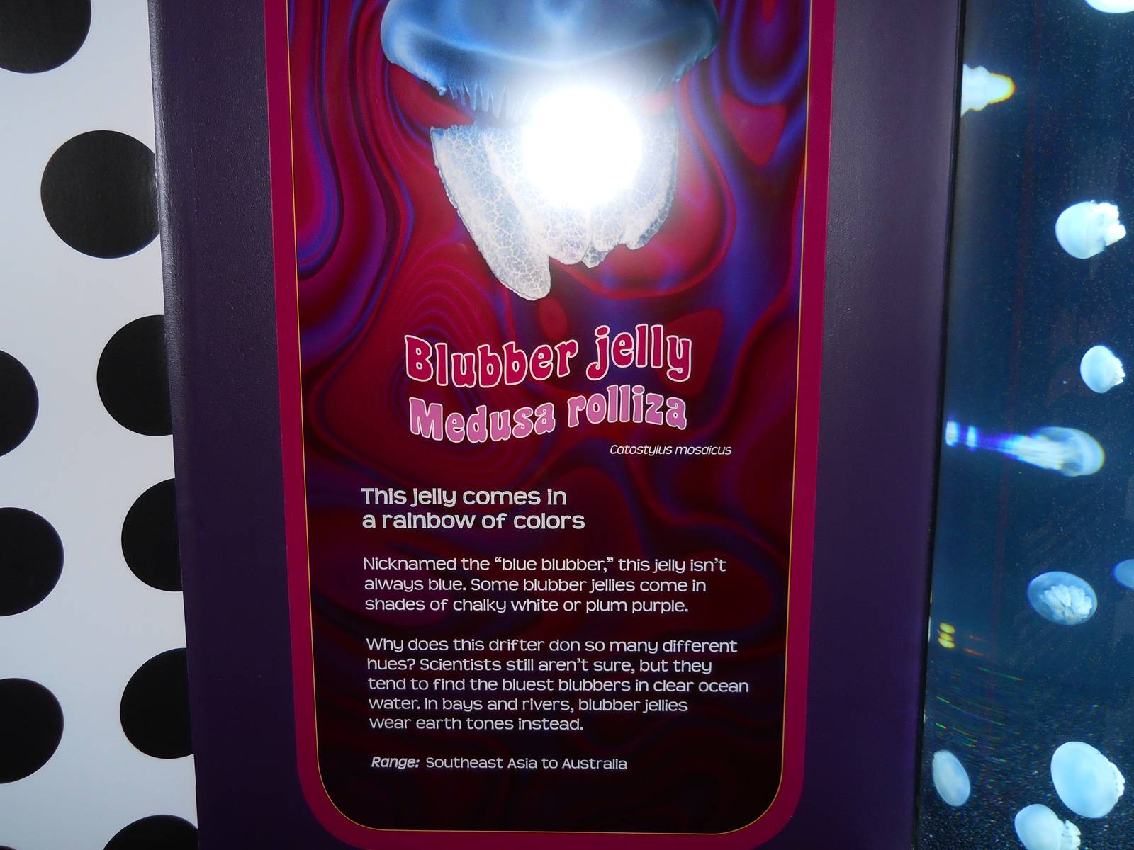 Jellies Experience (2012 special exhibit)