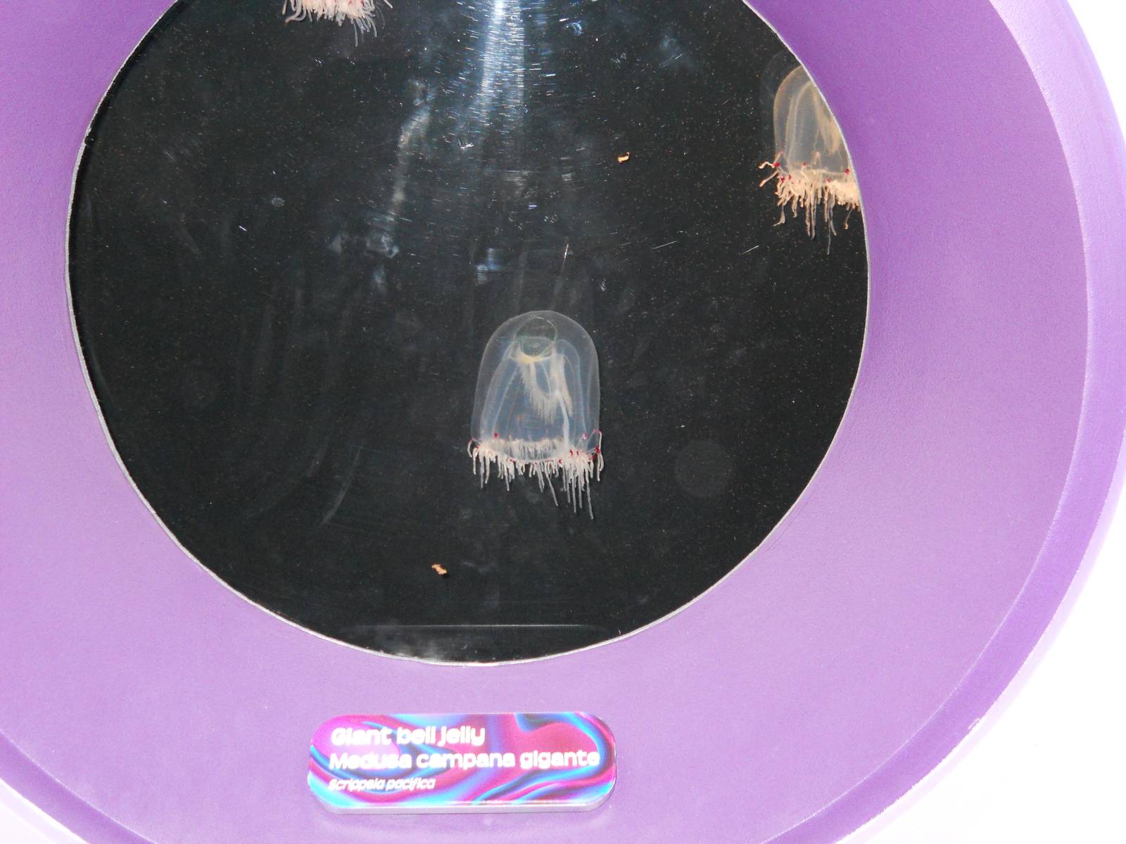 Jellies Experience (2012 special exhibit)