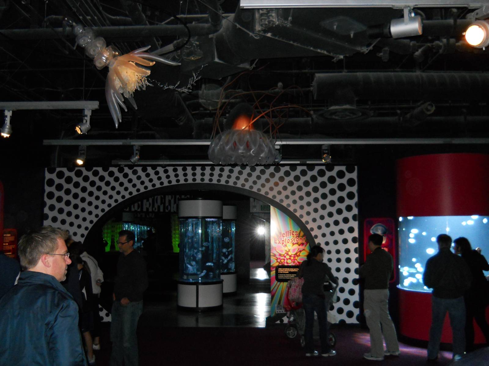 Jellies Experience (2012 special exhibit)