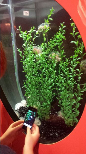 Jellies - Flower Hat Jellyfish Exhibit