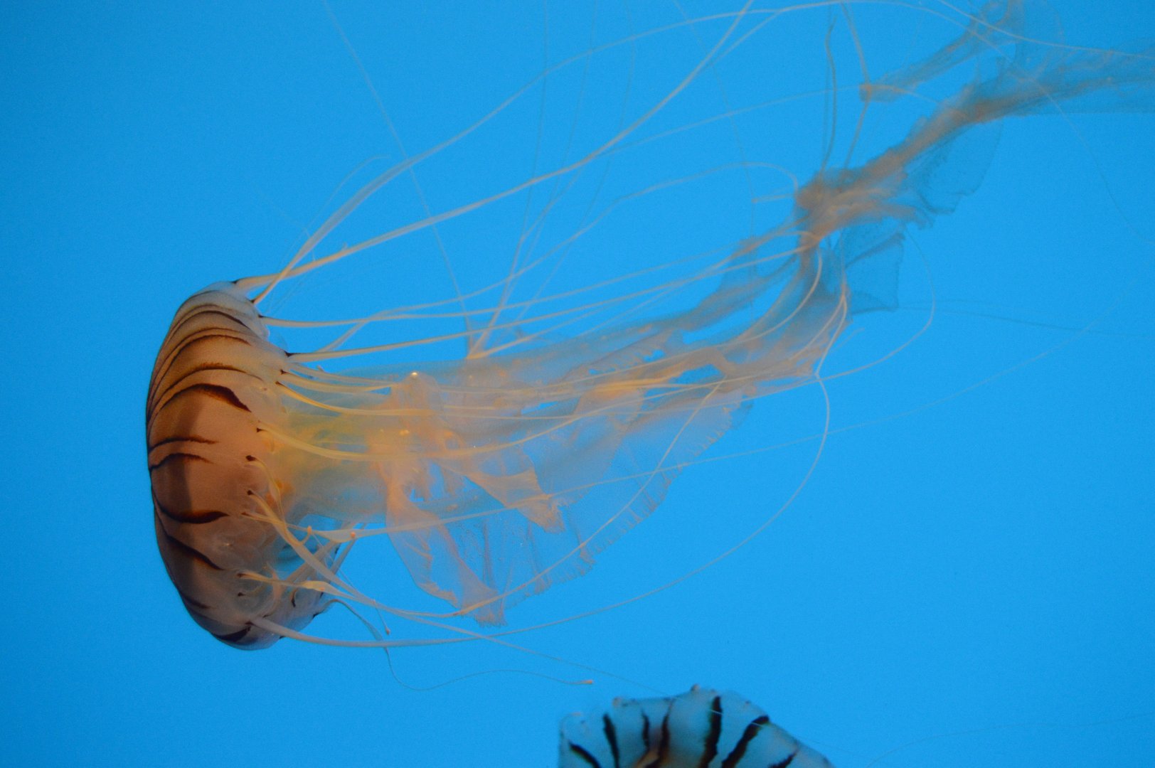 Jellies Invasion - Japanese Sea Nettle (Chrysaora pacifica)