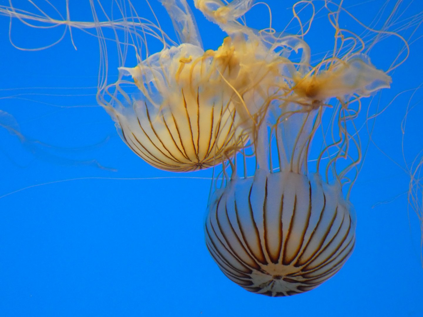 Jellies Invasion - Japanese Sea Nettles