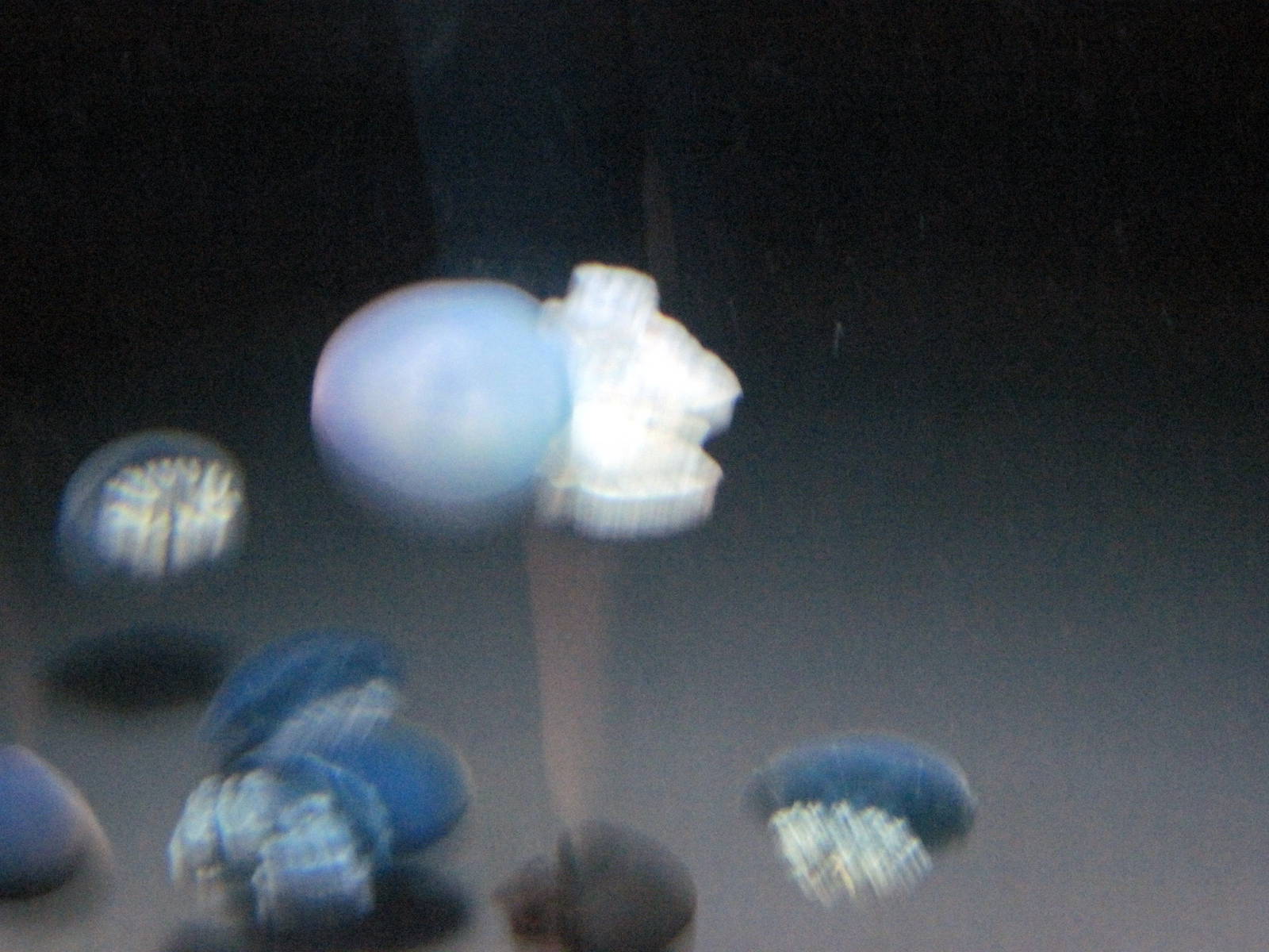 Jellies Invasion: Oceans Out of Balance