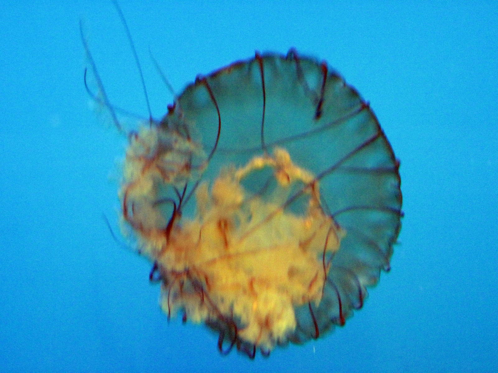 Jellies Invasion: Oceans Out of Balance