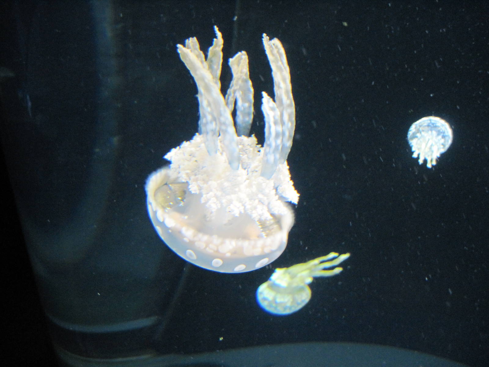 Jellies Invasion: Oceans Out of Balance