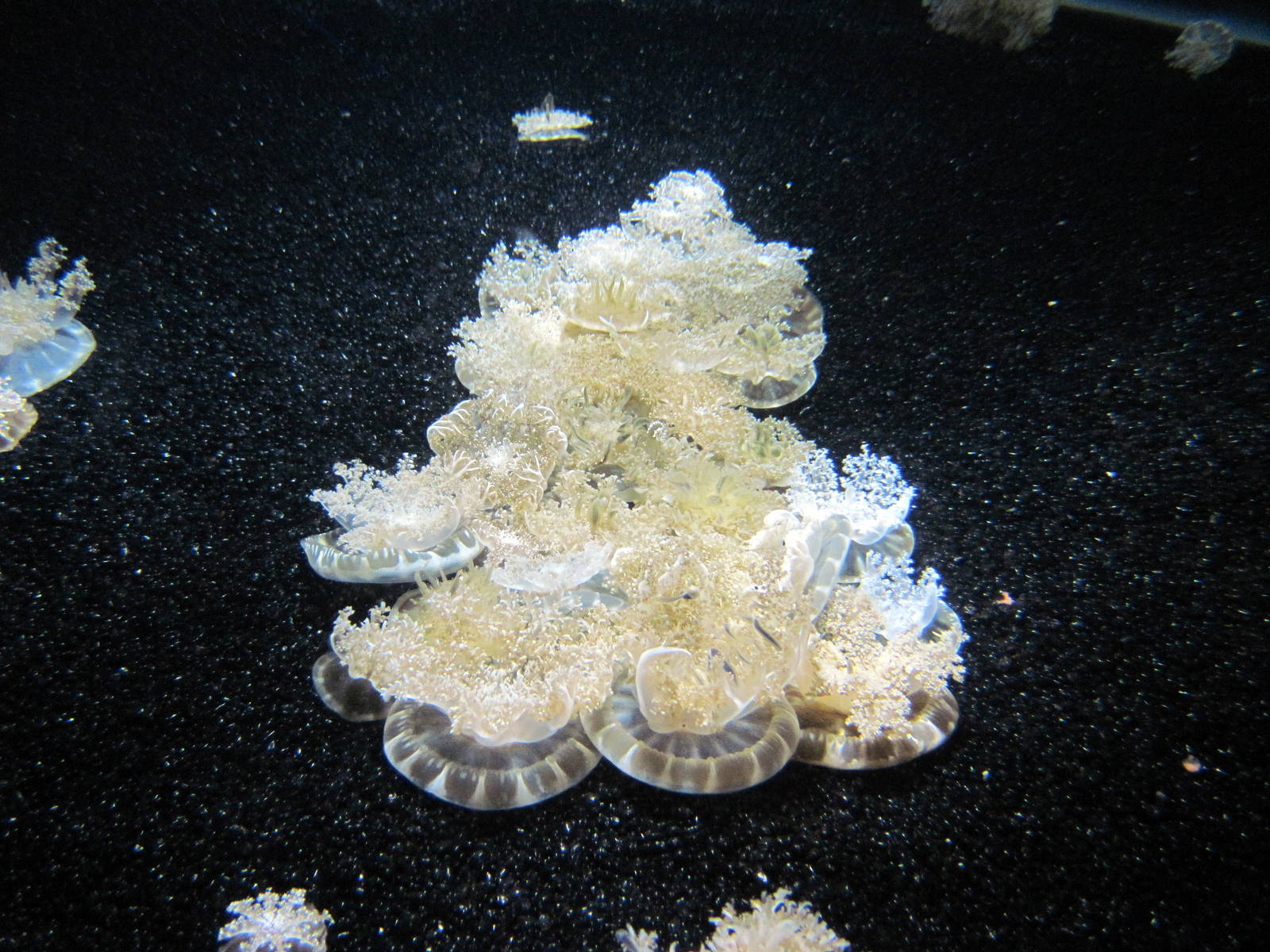 Jellies Invasion: Oceans Out of Balance