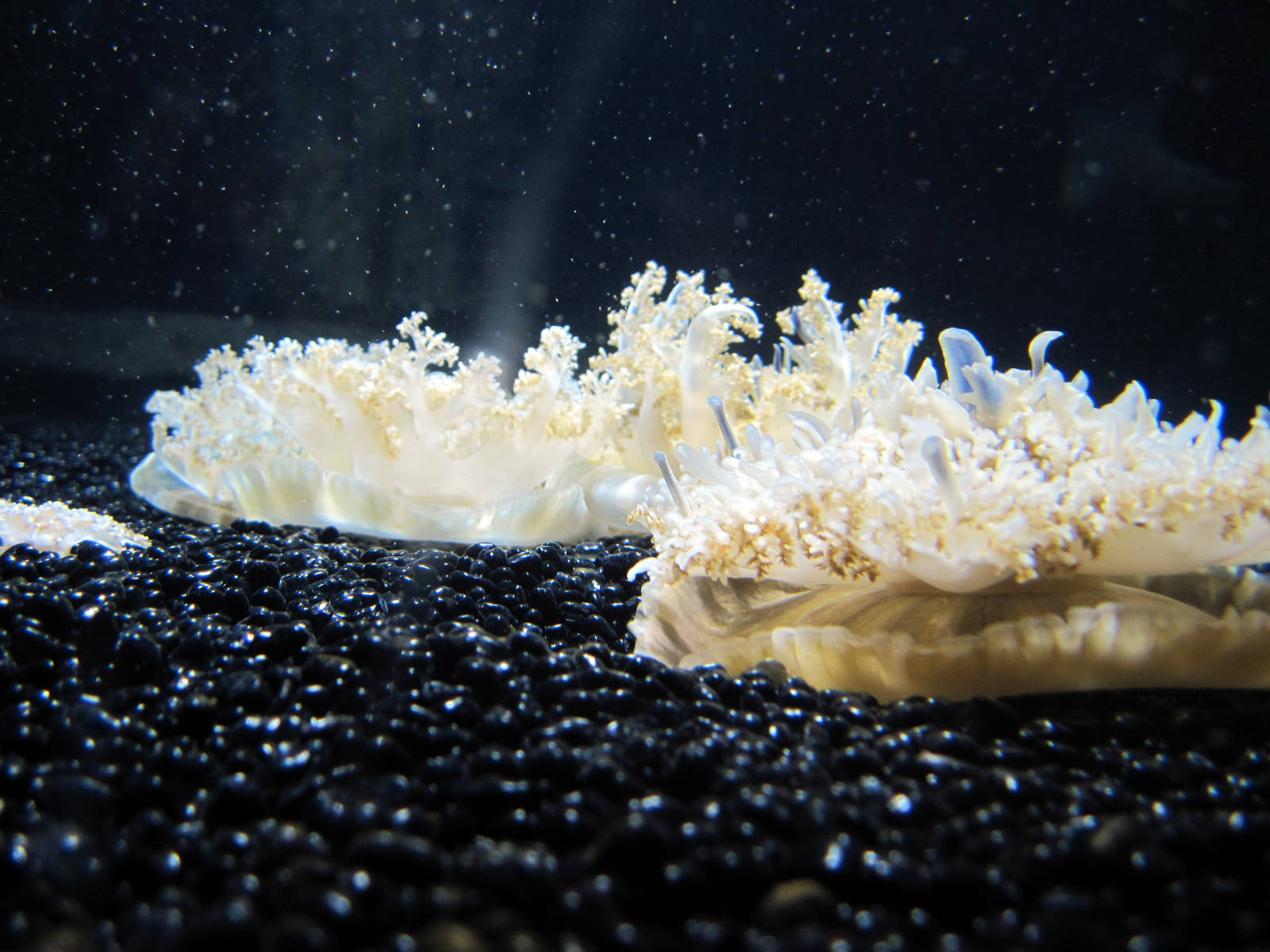 Jellies Invasion: Oceans Out of Balance