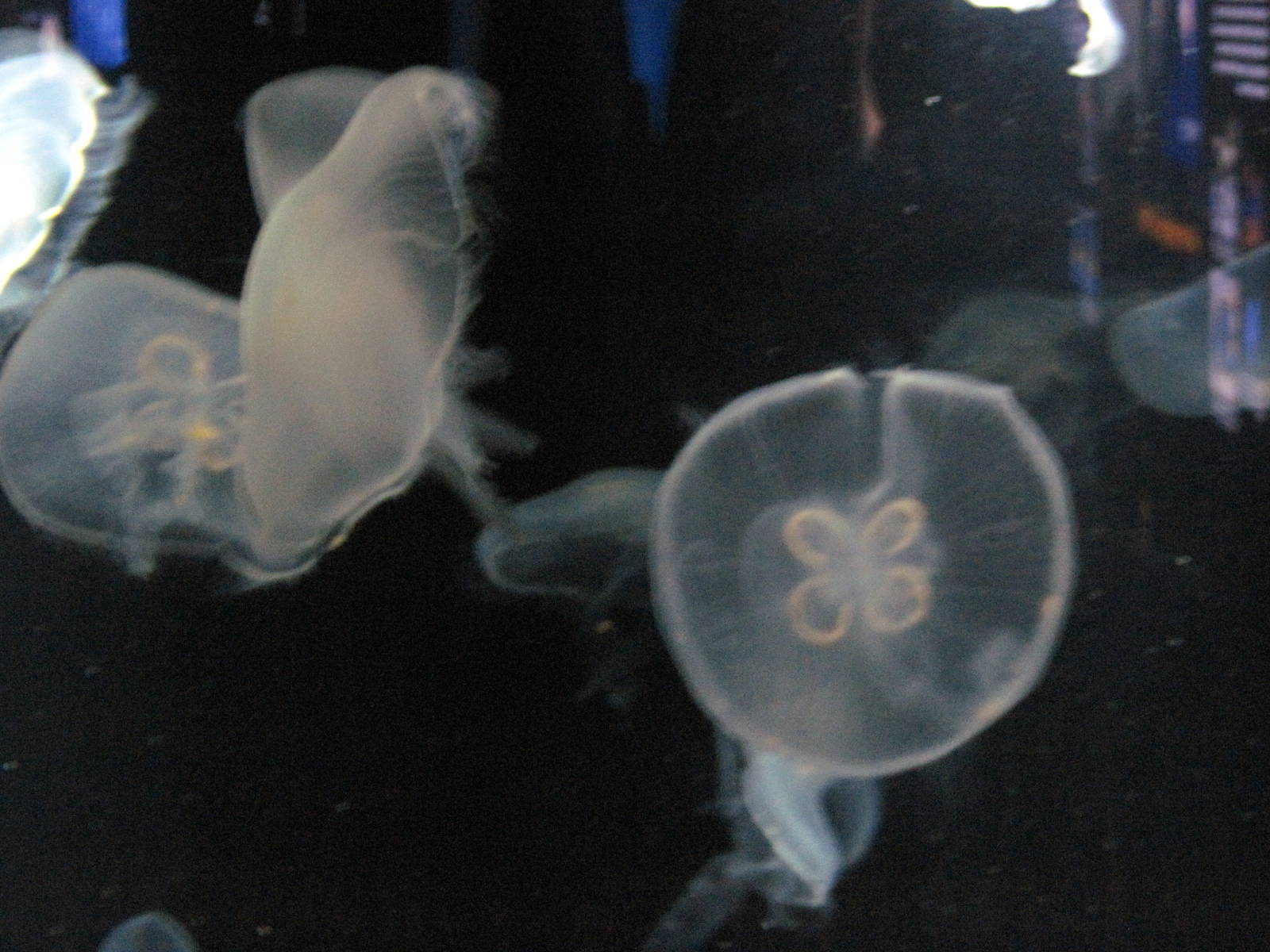 Jellies Invasion: Oceans Out of Balance