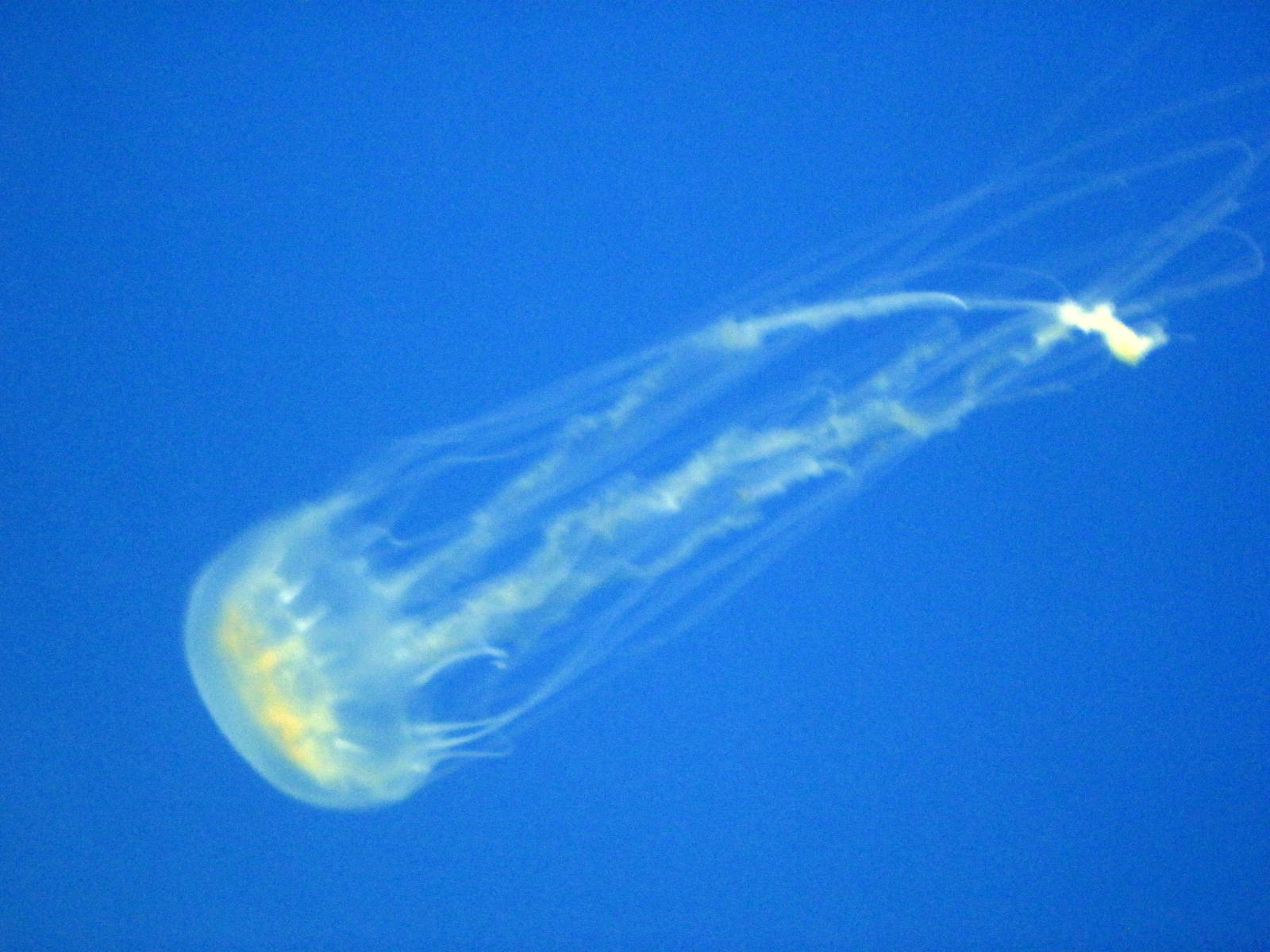 Jellies Invasion: Oceans Out of Balance