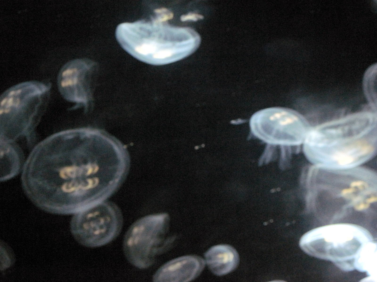 Jellies Invasion: Oceans Out of Balance