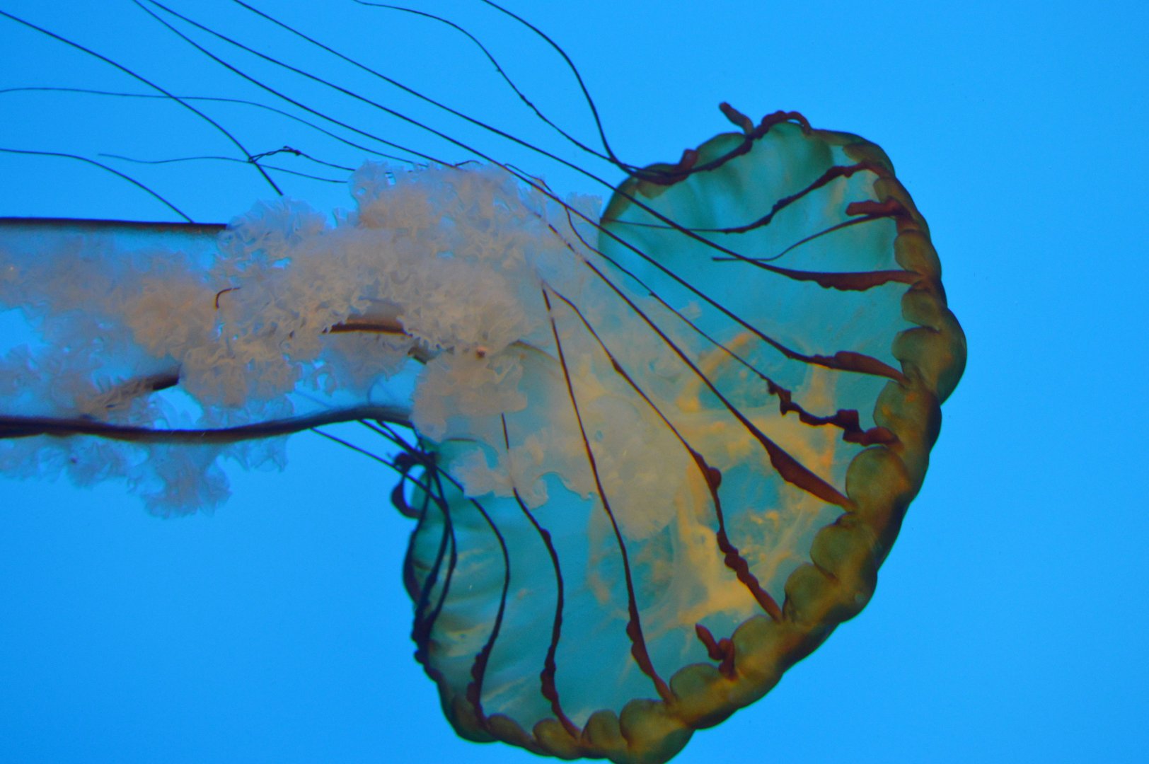 Jellies Invasion - Pacific Sea Nettle (Chrysaora fuscescens)