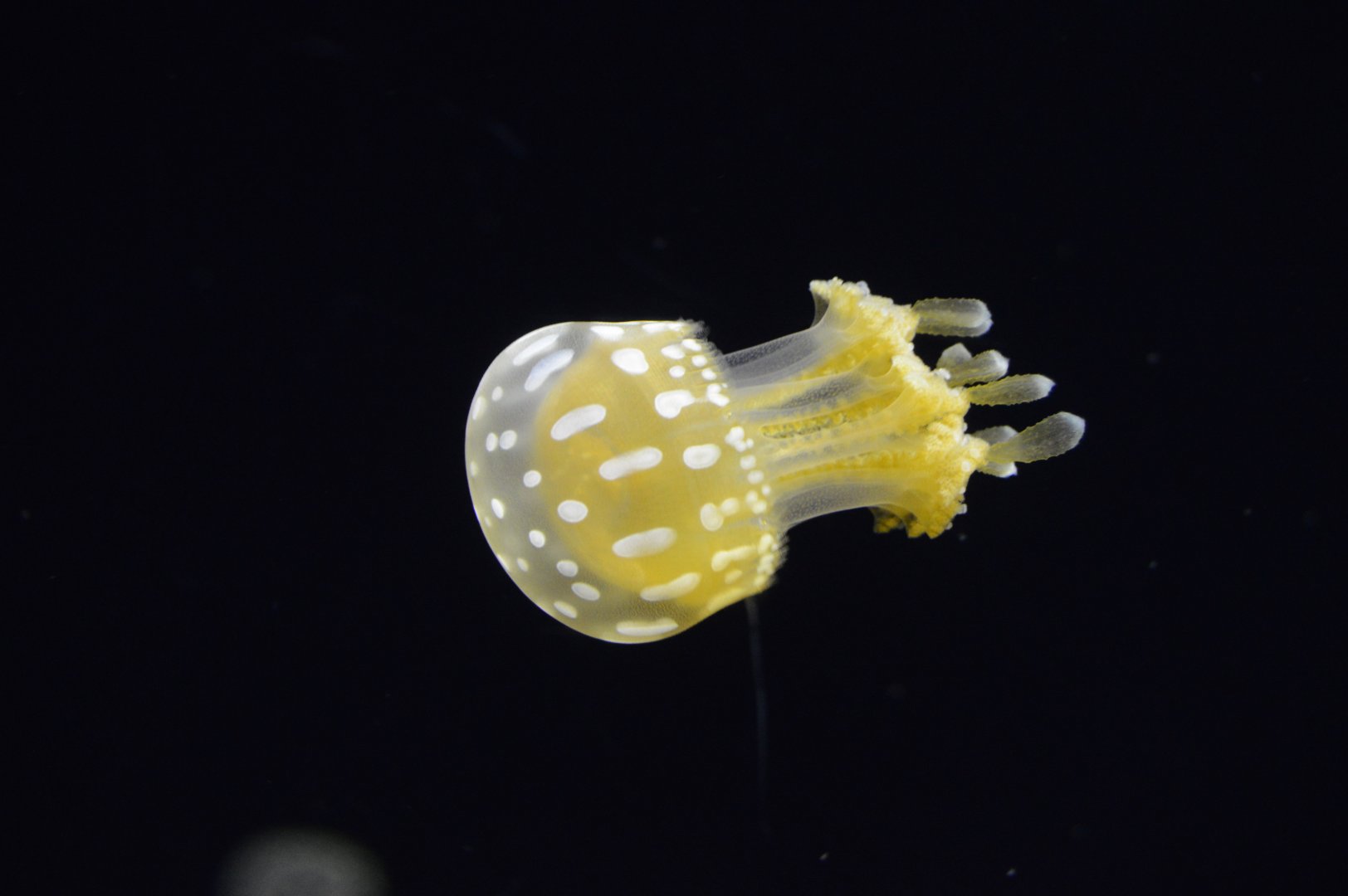 Jellies Invasion - Papuan Spotted Jelly (Mastigias papua)