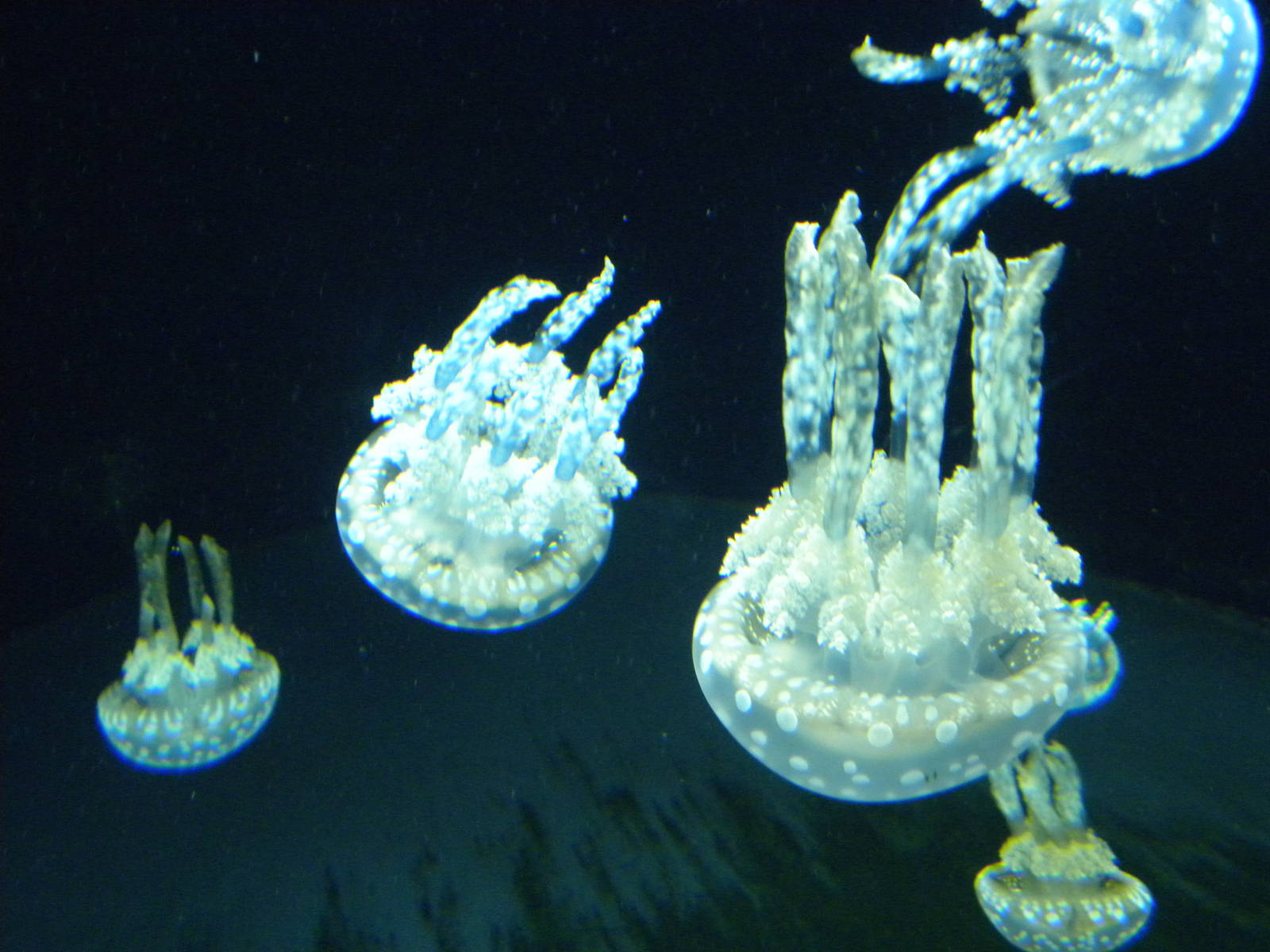 Jellies Invasion