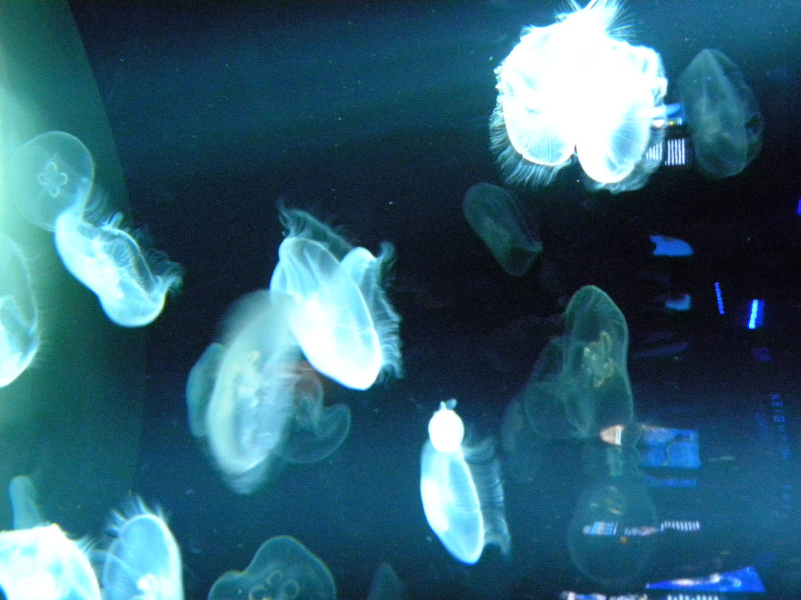 Jellies Invasion