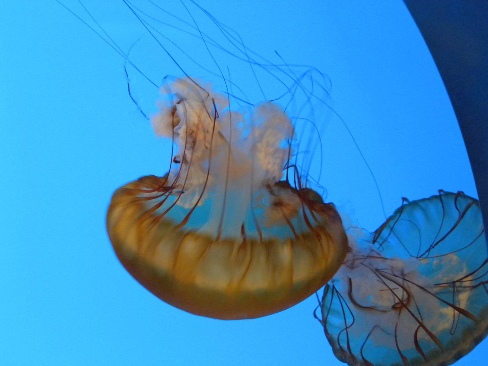 Jellies Invasion