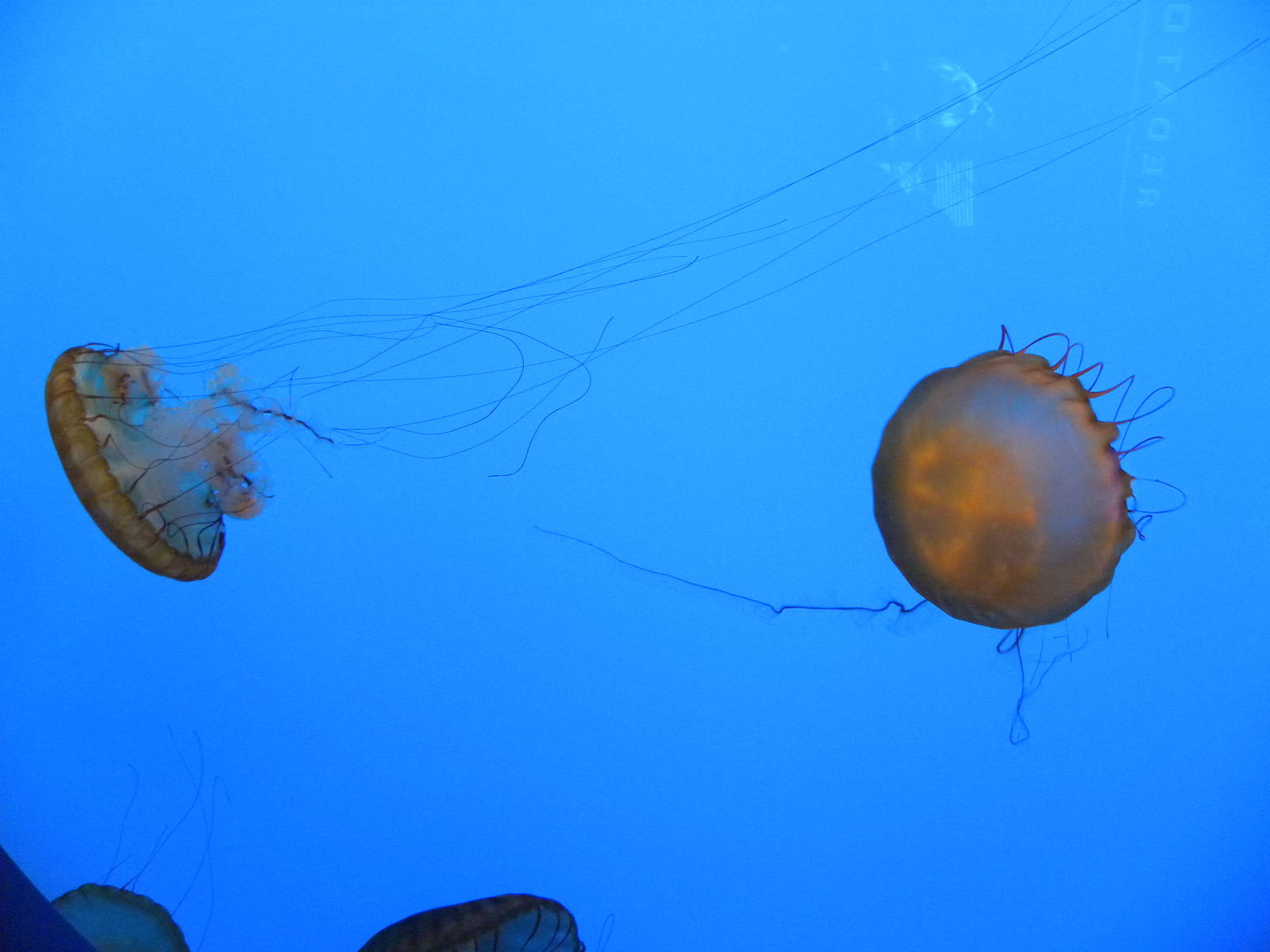 Jellies Invasion