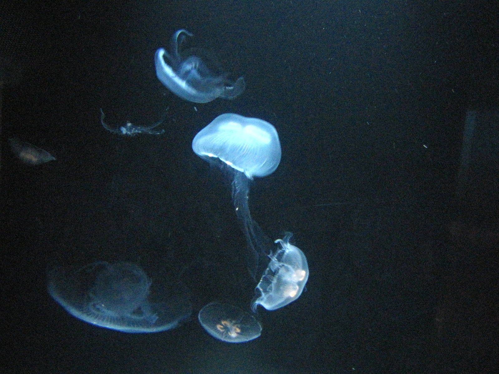 Jellies - Kelp Forest