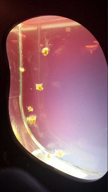 Jellies - Lion's Mane Jellyish Exhibit