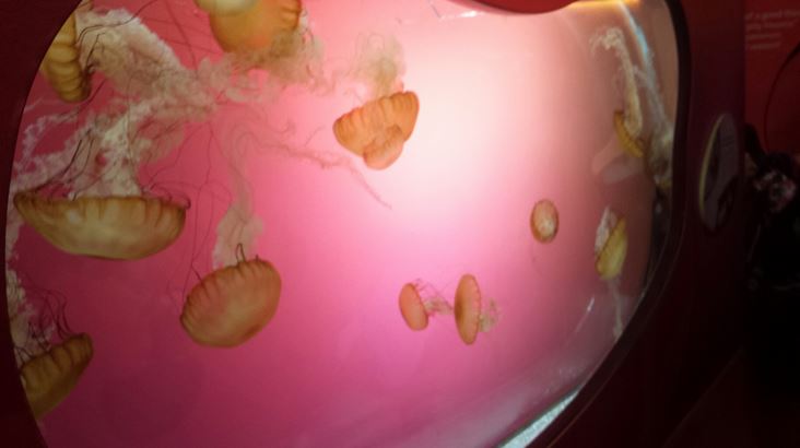 Jellies - Northeast Pacific Sea Nettle Exhibit