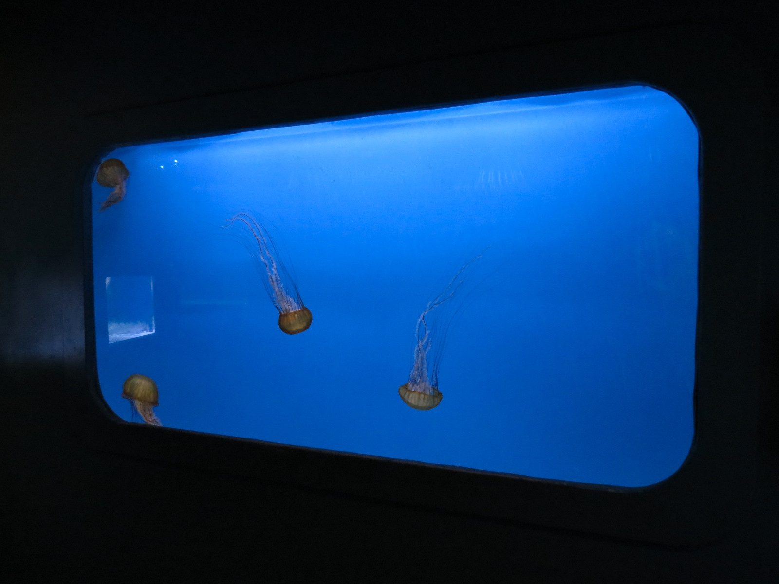 Jellies - Pacific Sea Nettle Exhibit