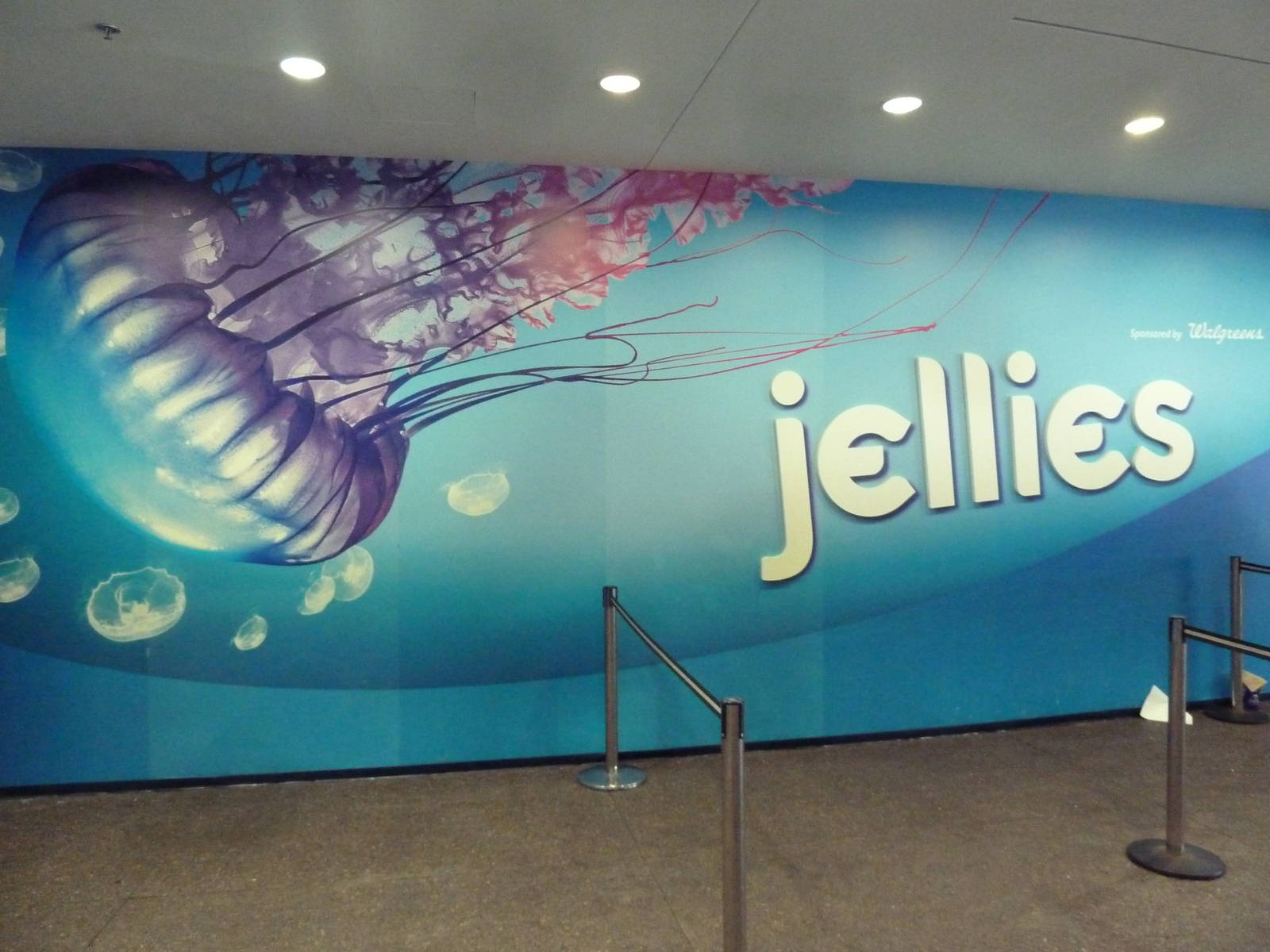 Jellies - Temporary Exhibit